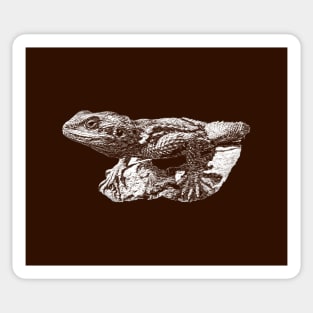 Lizard Sticker